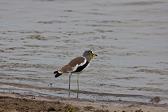 White-crowned lapwing