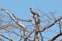 Eastern chanting-goshawk