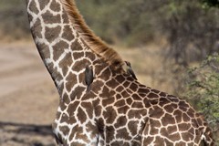 1083 Red-billed oxpeckers searching for ticks on a giraffe