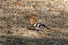 The very striking African hoopoe