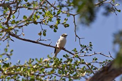 The white-crested helmet-shrike is very widespread across East Africa