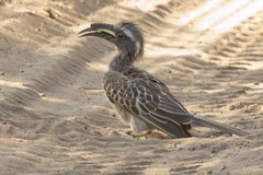 An African grey hornbill taking a dustbath in the road