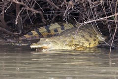 1087 A crocodile is ready to slide into the lake as our boat drifts past