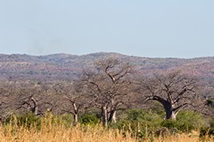 Baobabs and the escarpment