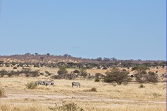 Open savannah with combretums on the ridgeline