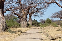 Baobab avenue