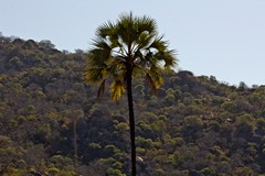 False ivory palm in the late afternoon sunshine