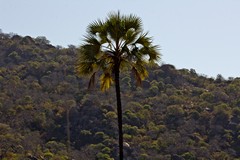 False ivory palm in the late afternoon sunshine