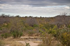 The drier parts of the bush along the hills can be very colourful at this time of year