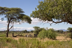 Small famlies of zebras live in the more open areas of the Park