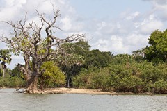 There is a pied kingfisher high up in the tree