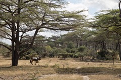 There is a lot of mixed terminalia and acacia wooland