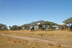 The savannah grass is already dying back