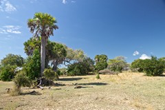 Over 2000 species of plants grow in Selous