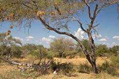 Weaver bird nests in a leadwood tree