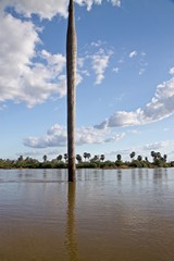 The huge bole of a dead borassus palm in the main river channel