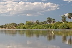 Bee-eaters have formed a colony in the exposed sandy bank at the left