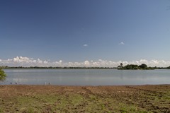 Islands out on the lake make relatively safe nest sites for herons and other birds