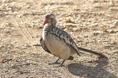 Southern red-billed hornbill