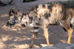 Young nyala buck in Milwane NP Swaziland