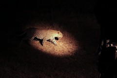 Leopards are much more active at night, and here they are used to spotlights