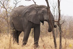 It's not unusual to see an elephant with a broken tusk. They manage ok with one