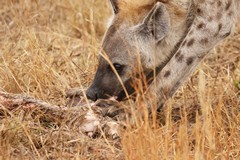 The hyaena has removed a leg from a buffalo kill and seeks somewhere quiet to enjoy it