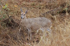 Female common duiker