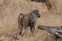 Chacma baboons are resident in this part of the world