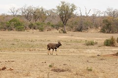 A nyala bull wanders along a mostly dried up waterhole in search of a drink