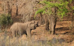 An elephant feeding on a thorn tree