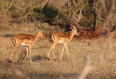 A couple of young impala rams