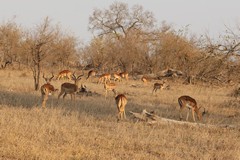 There are a lot of impala herds in Sabi Sands