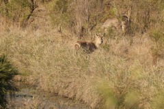 Common waterbuck, very shy