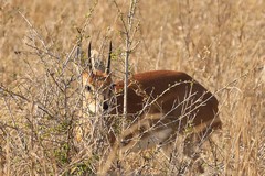 Steenbok buck. Only males have horns