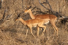The high numbers of impalas help to explain why this is one of the worlds best places to spot leopards