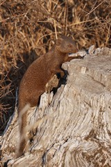 A dwarf mongoose out and about