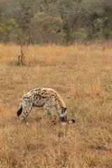 A spotted hyaena enjoying a buffalo leg stolen from a lion kill