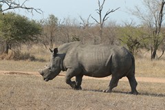 Rhino horn is made from keratin, the same stuff as our fingernails. It has no medicinal value