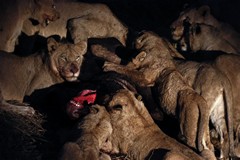 With so many mouths to feed, and the local hyaenas, this buffalo will be gone overnight