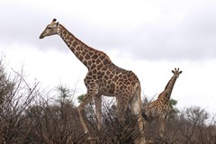 A Southern or Cape giraffe