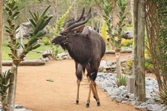 A nyala bull in camp, completely unfazed by us, but we still need to give it some space 