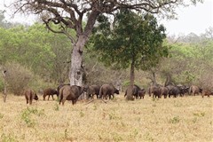 There are plenty of buffalos in Sabi Sands