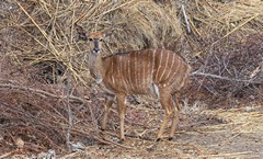 A female nyala is known as a ewe and is much smaller and different coloured to the bull