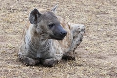 The spotted hyaena, by far the commonest species
