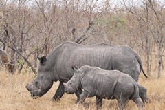 These rhinos are regularly dehorned to reduce their value to poachers.