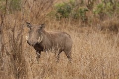 Good numbers of warthogs generally indicate a healthy ecosystem