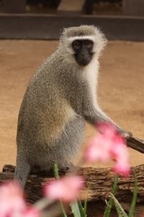 A vervet monkey posing in camp. They will steal anything they can