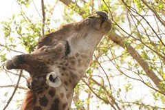 A giraffe using its tongue to strip leaves from branches