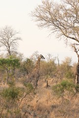 Male Southern giraffe judging by the hairless ossicones, a result of fighting
